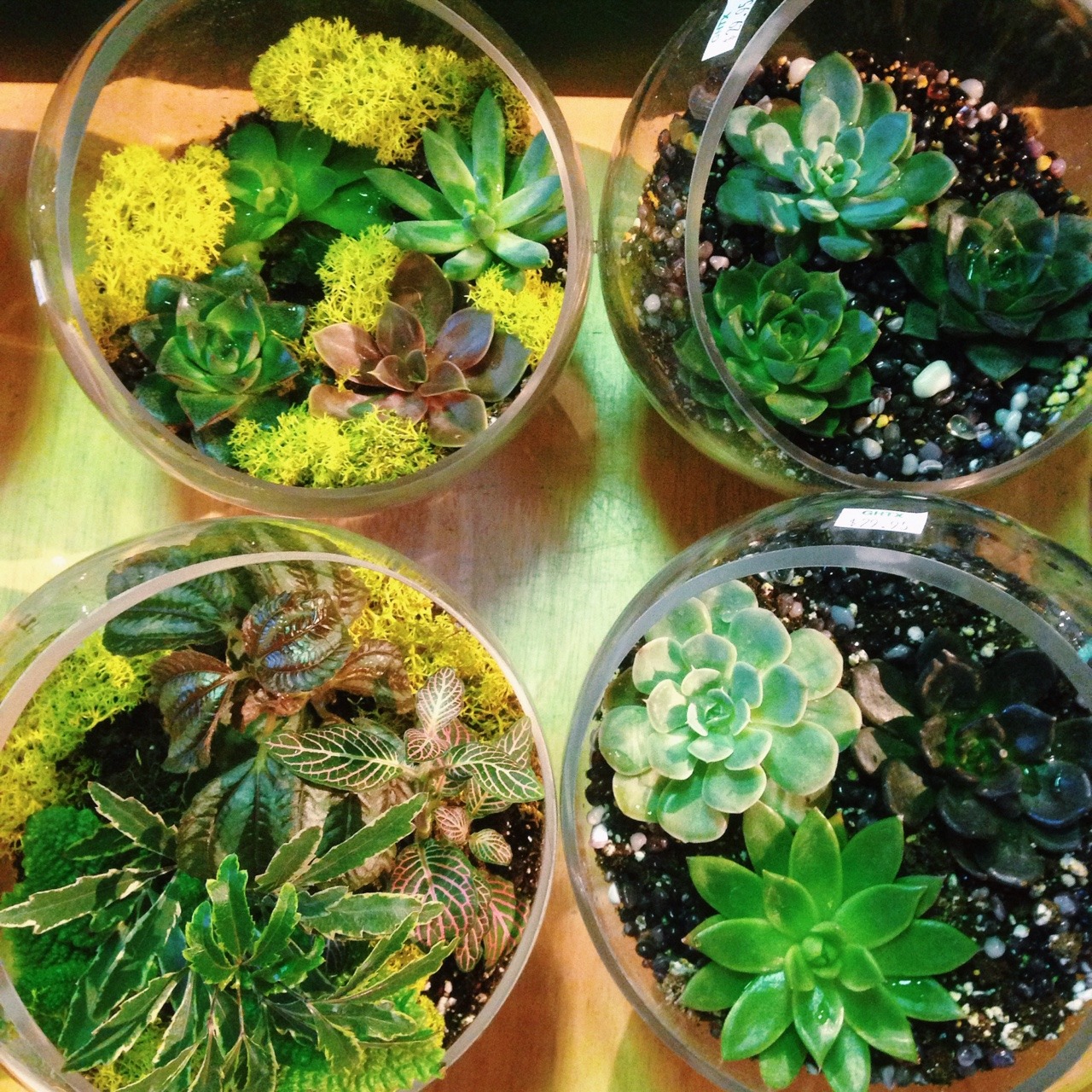 sunnystrong:  Cuties of the plant world