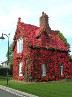 vwcampervan-aldridge:  Cottage with Blood Red Boston Ivy, Dartmouth Park, Sandwell, England All Original Photography by http://vwcampervan-aldridge.tumblr.com