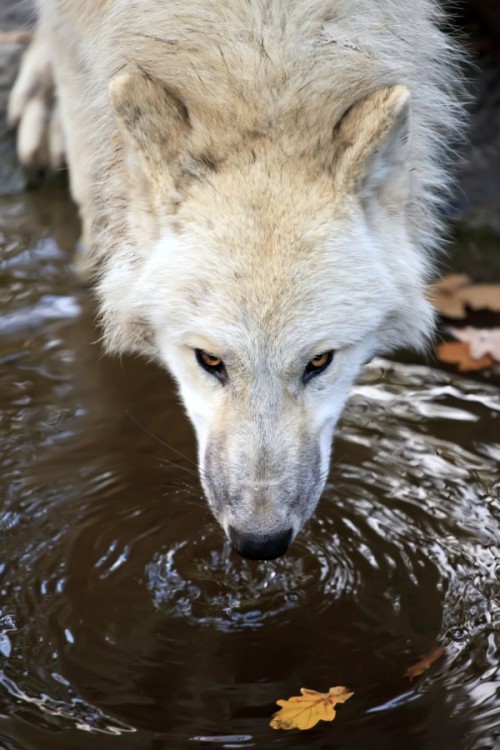 wolverxne:White wolf drinking water | by: { Emanuele Leoni }