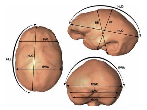 theolduvaigorge:A paleoneurological survey of  Homo erectus endocranial metricsby Emiliano Bruner, D