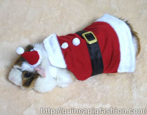 New on shop! Santa Costume Pack [2013] for Guinea Pigs now available on Guinea Pig Fashion.