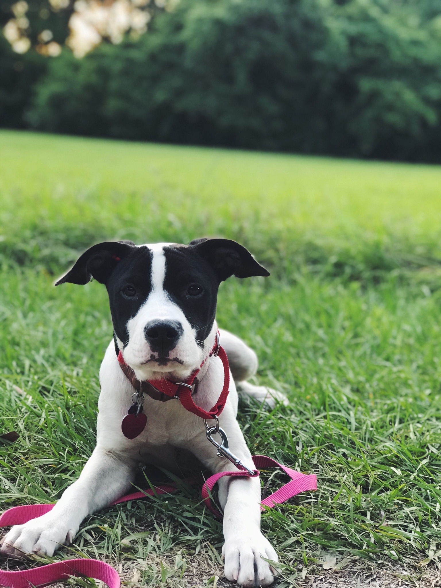 galaliketheapple:An update: I adopted a dog and I’m still taking selfies in the same spot. 