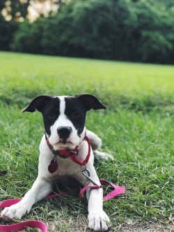 galaliketheapple:An update: I adopted a dog and I’m still taking selfies in the same spot. 
