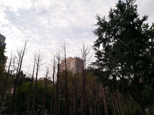 ghost forest - maya lin @ madison square park