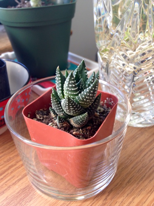 A tour of my desk plants