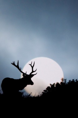 0rient-express:  Tule Elk (by Darvin Atkeson). 