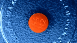 blunt-science:  Time-Lapse Revealing the Intricacies of Different Release Mechanisms