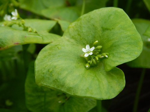 Claytonia perfoliata, salaattikleitonia