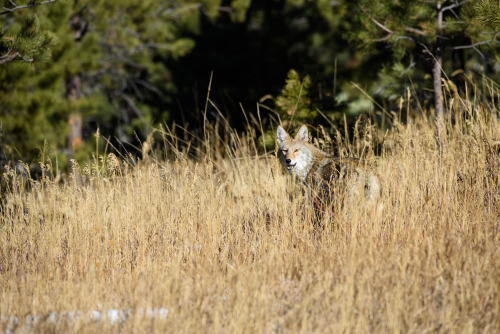 A bunch of the coyote from the other day