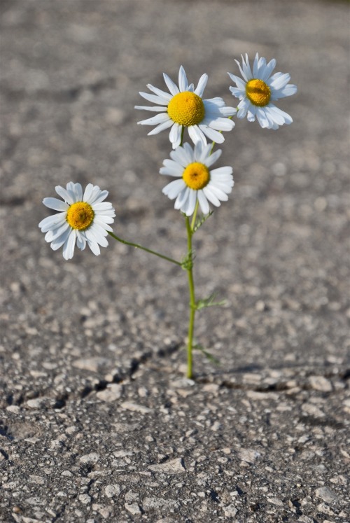 the-girl-without-ed:nothing says hope quite like flowers growing through the cracks in concretebeaut
