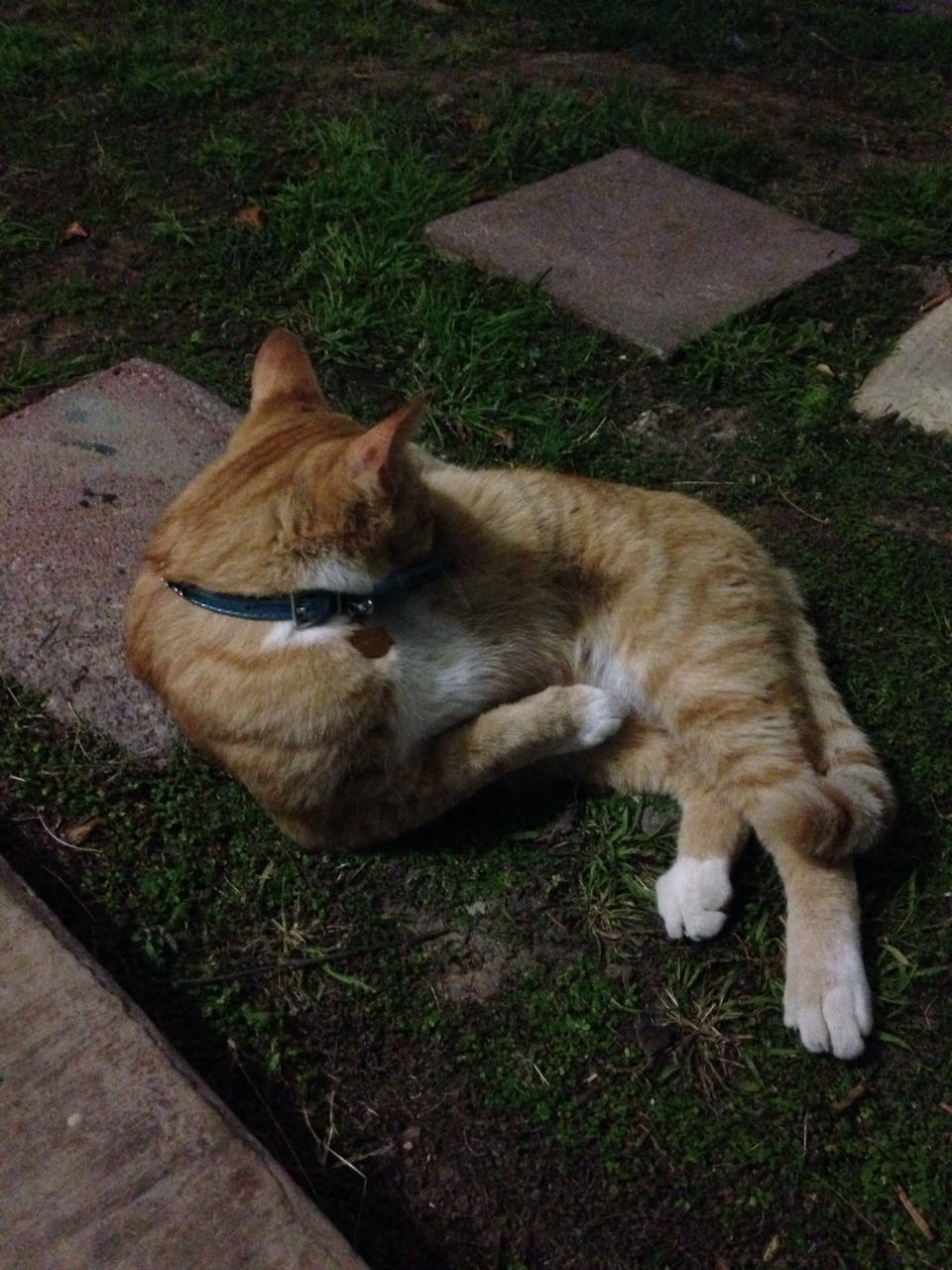 Found a really friendly cat lounging outside my apartment door. No idea who she belongs