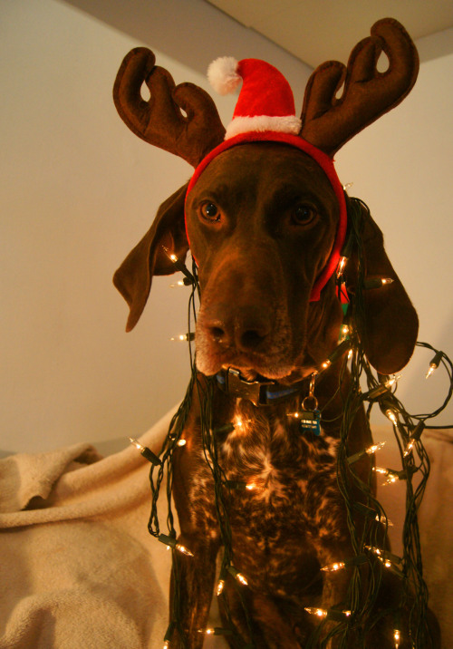 XXX waggingwalkies:    Doggie Advent Calendar photo