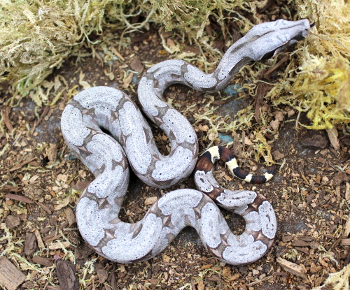 The seven girls from my Aug 6th Silverback BCA litter.Short Tailed Boa / Boa c. amarali
