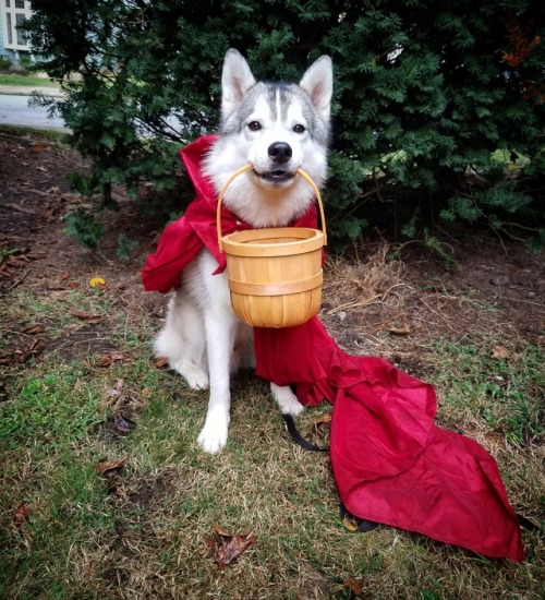 whitefangsandwildhowls: Not a wolf….just a small child on the way to bring goodies to grandma