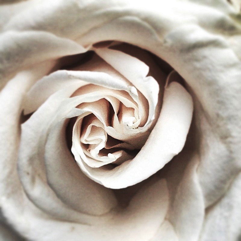 thebearandpeanut:  Yeah. I took a close up photo of a flower. That’s right.