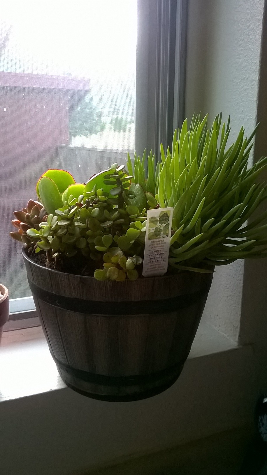 My new succulents that I bought for my birthday :) The big barrel full to bursting