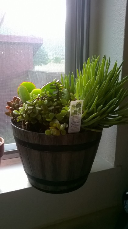 My new succulents that I bought for my birthday adult photos