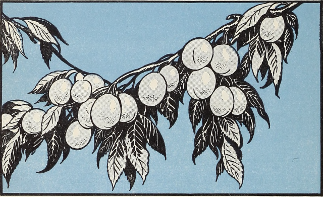 Ripe prunes. What the World Eats. 1938. Internet Archive