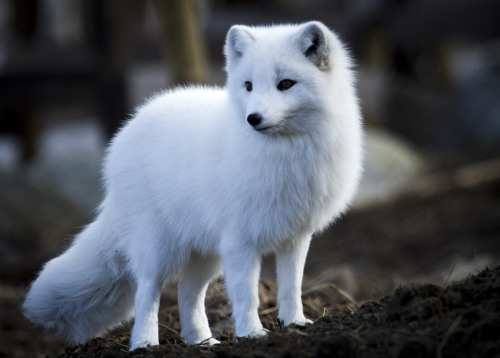 everythingfox:Whoa.. I’ve never seen a marshmallow with legs beforePhoto byVidar Ringstad