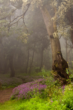 allthingseurope:  La Gomera, Canary Islands,