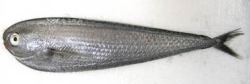 griseus:This rare fish is called Benten’uo or Pacific fanfish(Pteraclis aesticola) and recently (28-nov-2014) appeared  in Toyama bay, Japan, is very rare and most likely seen as stomach content of large predatory fishes, such as tunas. Young probably