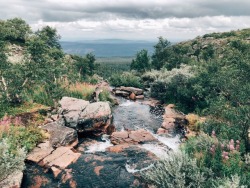 h-o-r-n-g-r-y:give me cloudberries + great