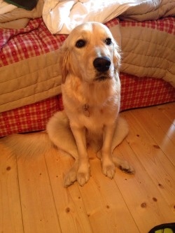 mongoldenhappy:  Awkward sit. 