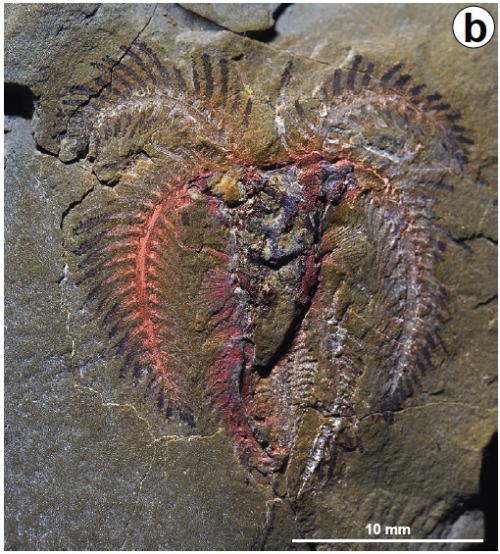 Meet the Fezouata BiotaIn 2010, a paper on the Fezouata formation in the Anti-Atlas Mountains of sou