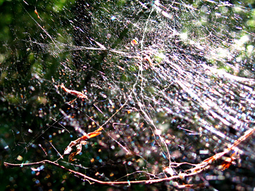 #FOREST IN DETAILSA spiderweb on a branch. It looked so sparkly when the sun was shining on it  *:･ﾟ