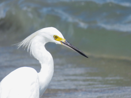  Garça-branca-pequena/Snowy Egret Egretta thula 