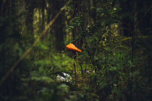 Damp Walks // Eugene, Oregon 2018IG: instagram.com/stephenparkhumWeb: thewilderness-st