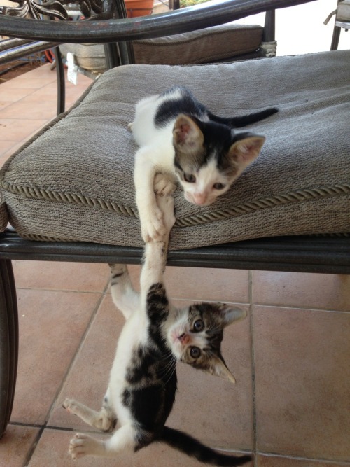 bluearrow126:  My cats tried to reenact the porn pictures