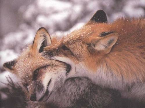 everythingfox:Another cannibalistic fox devouring their prey