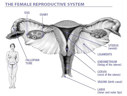 Female reproductive system anatomy and vagina