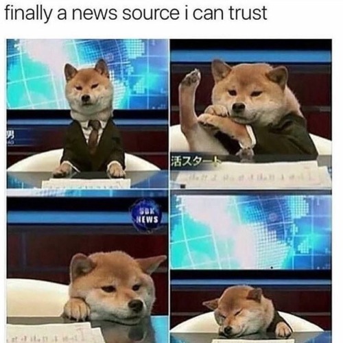 dorkery: doggos-with-jobs:Breaking news BARKING NEWS