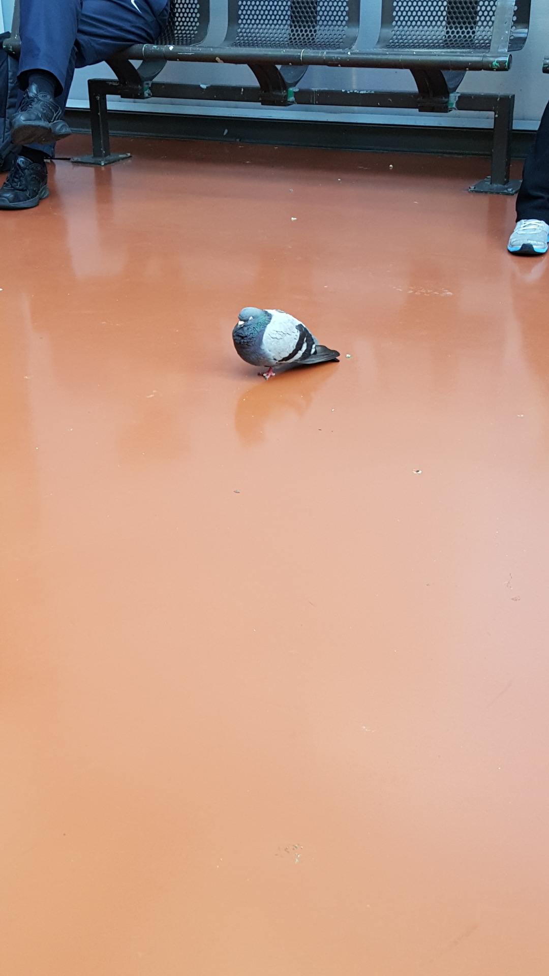 thebootydiaries:  ryantheterrible:  thebootydiaries:  lucifurby:  the fattest fucking