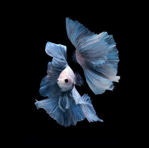 Betta blues by Jirawat Plekhongthu