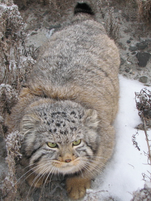 modificationnotmutilation:  acknowledgetheabsurd: Pallas’s cat is a small wild cat having