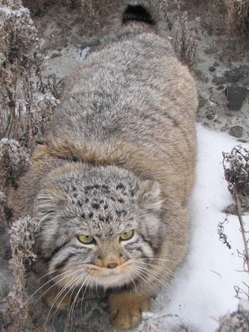 acknowledgetheabsurd: Pallas’s cat is a small wild cat having a broad but patch