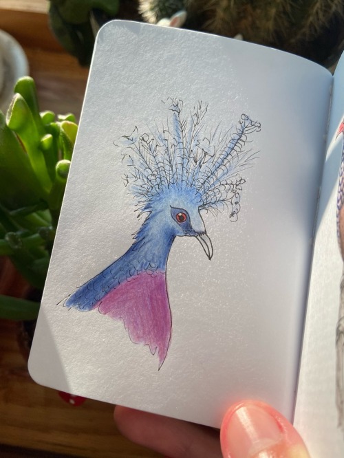 Colored-pencil portrait of a western crowned pigeon in my mini sketchbook