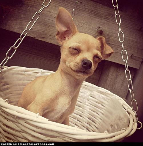 dean-blanks:  Dogs