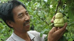 sixpenceee:  Chinese farmer Hao Xianzhang has perfected the process of growing pears inside Buddha shaped plastic molds.