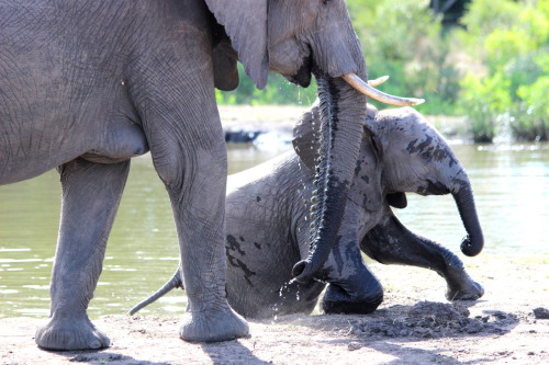 Elephant Mother and Calf