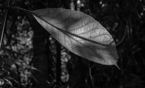 cysewski:In the front of our home in Thailand. I love to sit and watch the the textures and forms of