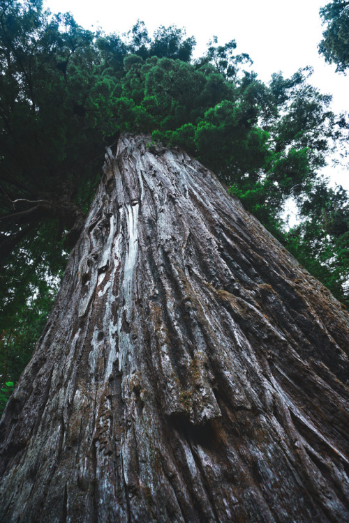 Redwoods, CA