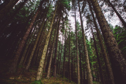 tomjoyphotography:Steep Trees // Strathyre, Scotland
