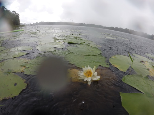 Porn photo we-are-all-one-tribe:  warm water/cold rain