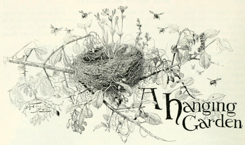 Danskjavlarna:  From St. Nicholas, 1892. Home To Roost: Vintage Nests. Wondering