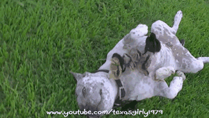tenaflyviper:  Oh my god, what a vicious animal. Look at it brutally and savagely