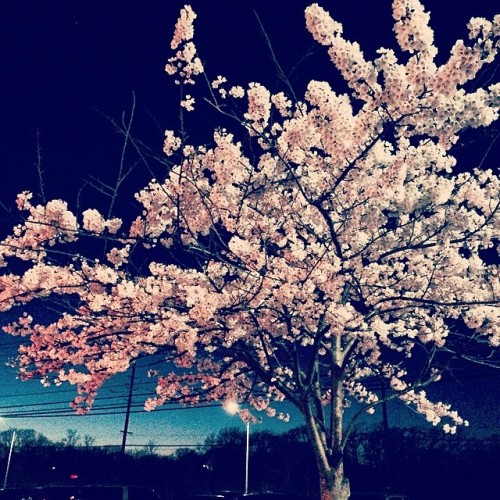 cl0thes0ff:  legendmedia:  #Bloom.  oo pretty 